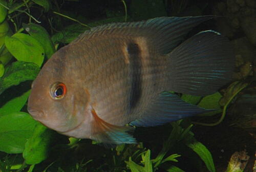 deutsche-cichliden-gesellschaft-dcg-cleithracara-maronii-foto-schmidt