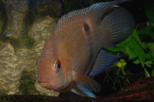 deutsche-cichliden-gesellschaft-dcg-cleithracara-maronii-foto-schmidt