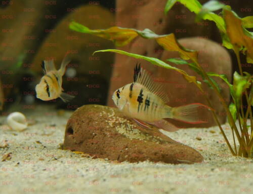 deutsche-cichliden-gesellschaft-dcg-mikrogeophagus-sp-zweifleck-foto-stefan-pierdzig