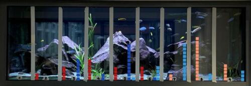 dcg-foerderpreis-schulaquaristik-2021-dillenburg-02-auswertung der daten zum revierverhalten der männchen von l fuelleborni blau-dunkelblau und m zebra rot und dunkelrot